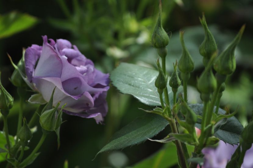 _DSC0046 - PRIMAVARA 2021_5