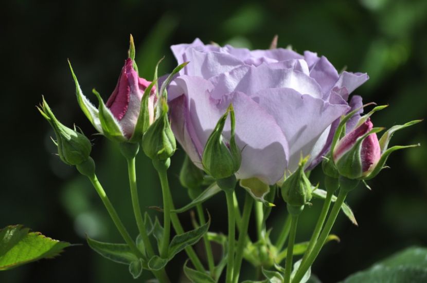 _DSC0047 - PRIMAVARA 2021_5