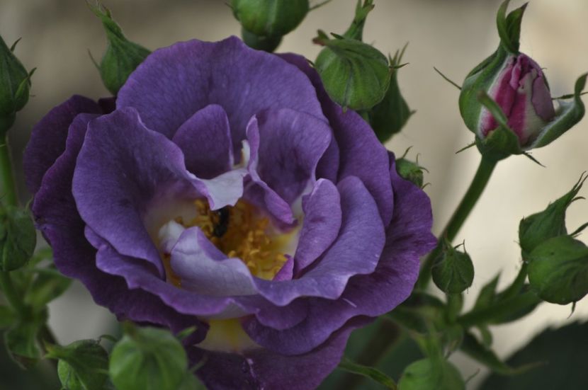 _DSC0048 - PRIMAVARA 2021_5