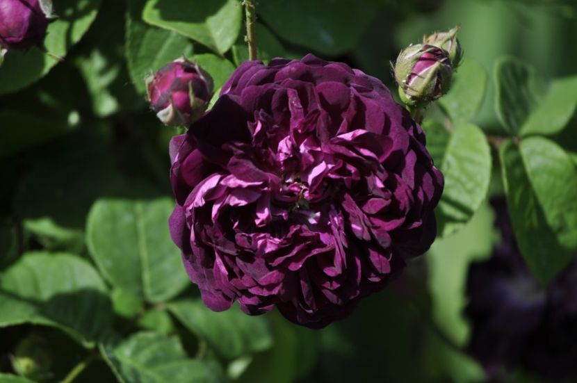 _DSC0051 - PRIMAVARA 2021_5