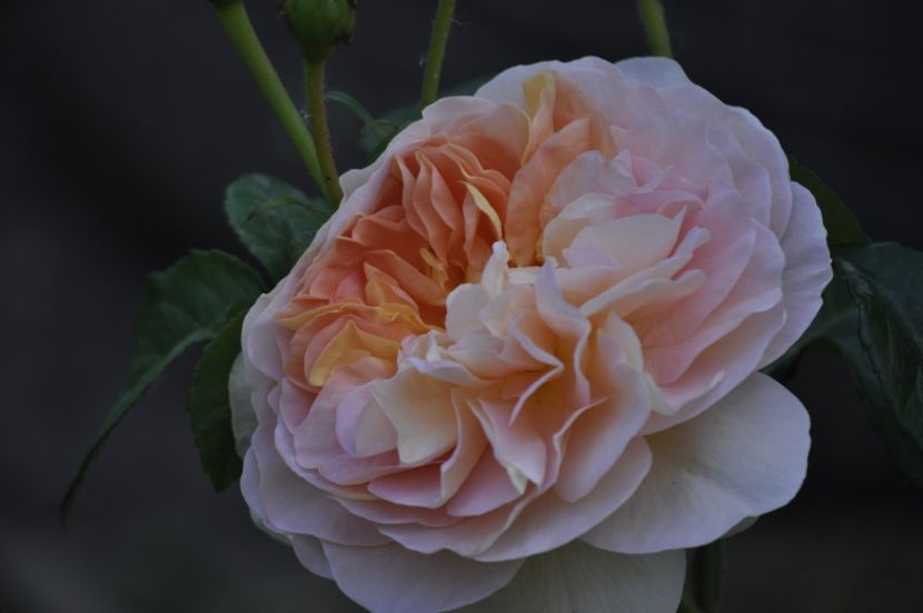 _DSC0052 - PRIMAVARA 2021_5