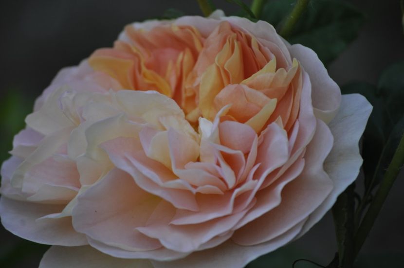 _DSC0057 - PRIMAVARA 2021_5