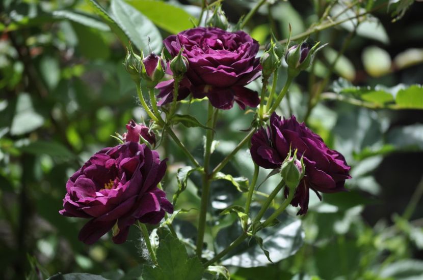 _DSC0060 - PRIMAVARA 2021_5