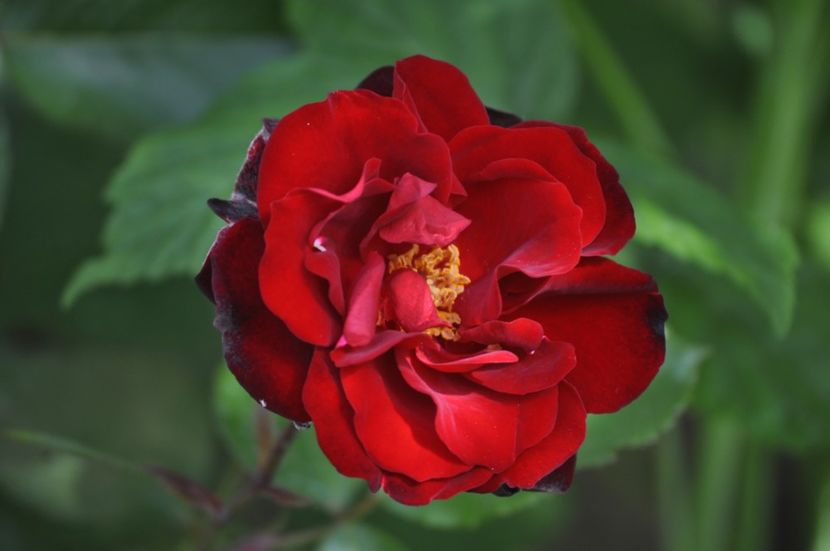 _DSC0064 - PRIMAVARA 2021_5