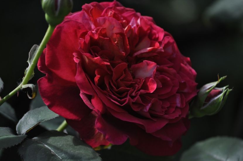 _DSC0066 - PRIMAVARA 2021_5