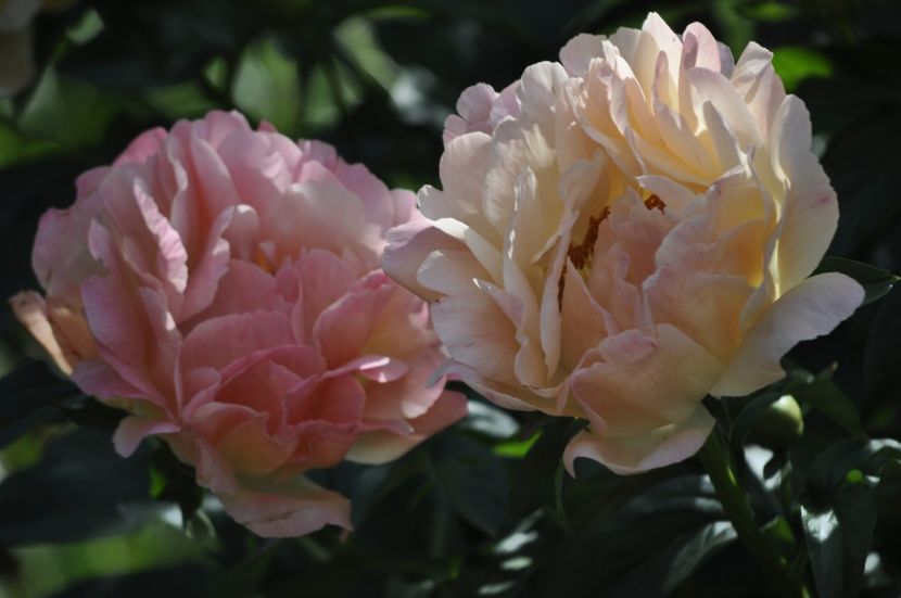 _DSC0071 - PRIMAVARA 2021_5