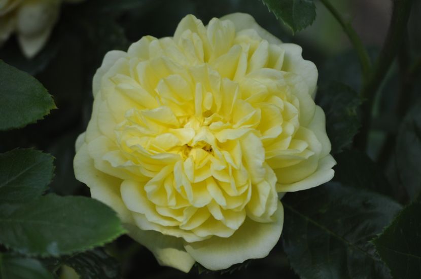 _DSC0073 - PRIMAVARA 2021_5