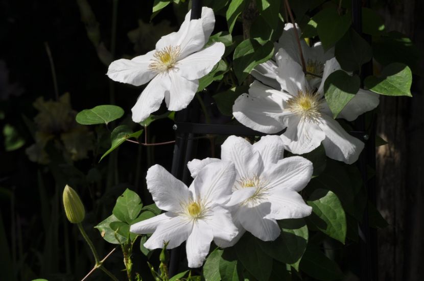 _DSC0082 - PRIMAVARA 2021_5