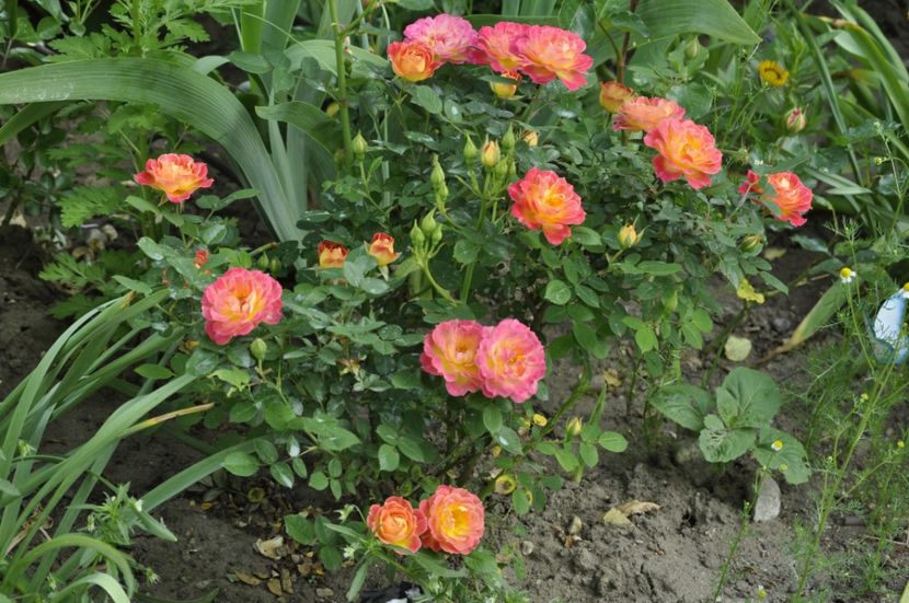 _DSC0083 - PRIMAVARA 2021_5