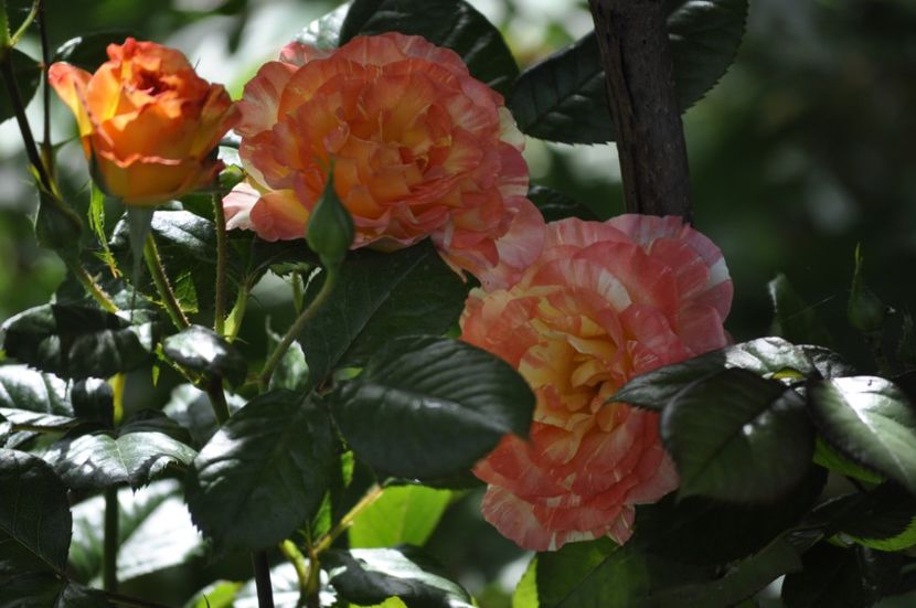 _DSC0085 - PRIMAVARA 2021_5