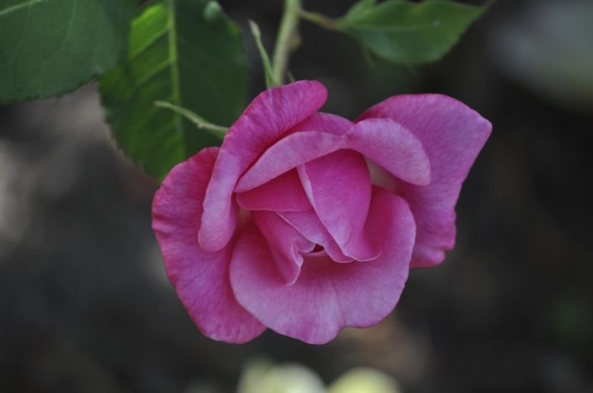 _DSC0088 - PRIMAVARA 2021_5