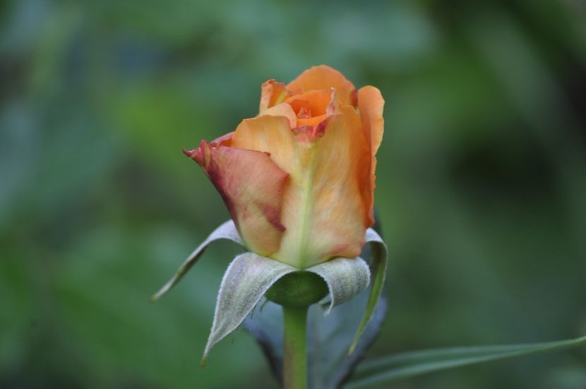 _DSC0089 - PRIMAVARA 2021_5