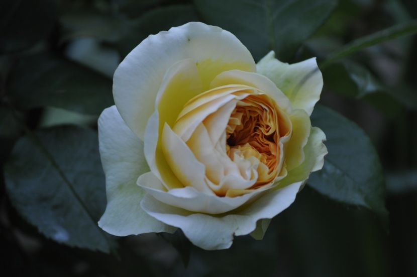 _DSC0090 - PRIMAVARA 2021_5