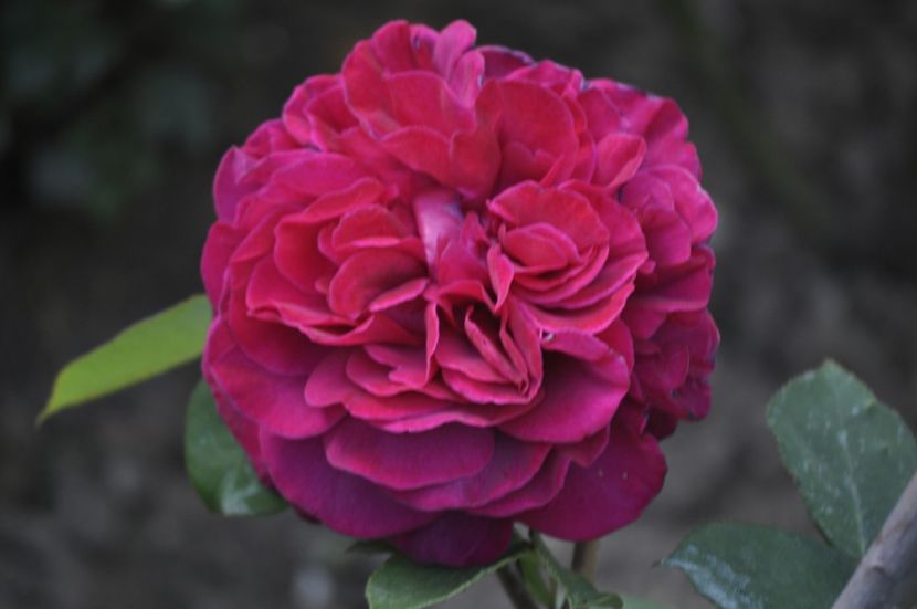 _DSC0091 - PRIMAVARA 2021_5