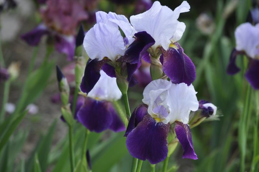 _DSC0099 - PRIMAVARA 2021_5