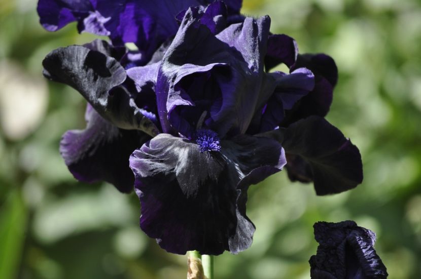 _DSC0102 - PRIMAVARA 2021_5