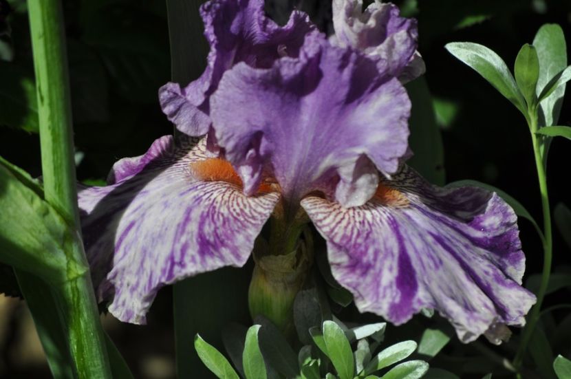 _DSC0103 - PRIMAVARA 2021_5