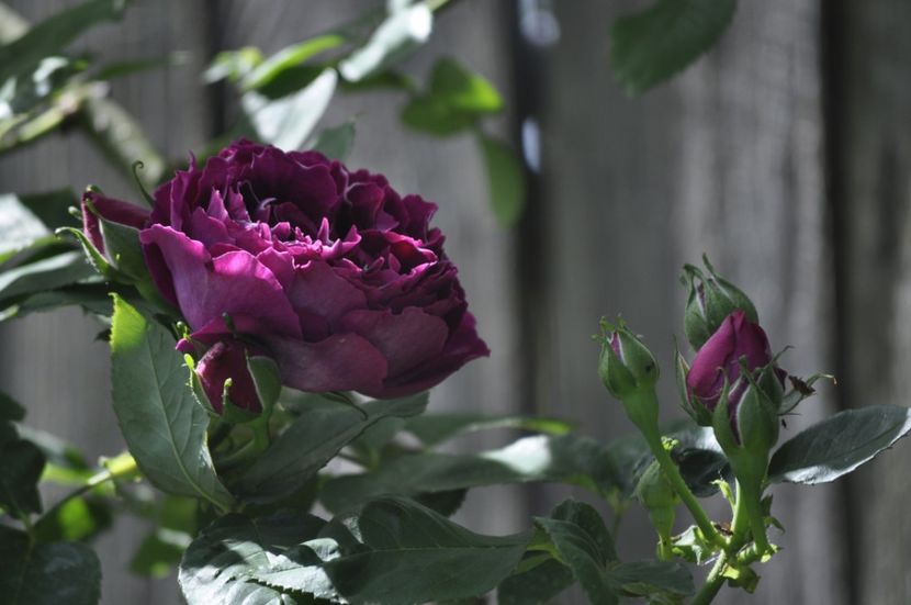 _DSC0107 - PRIMAVARA 2021_5