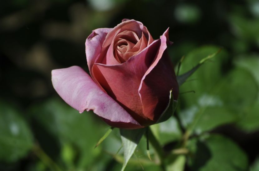 _DSC0112 - PRIMAVARA 2021_5