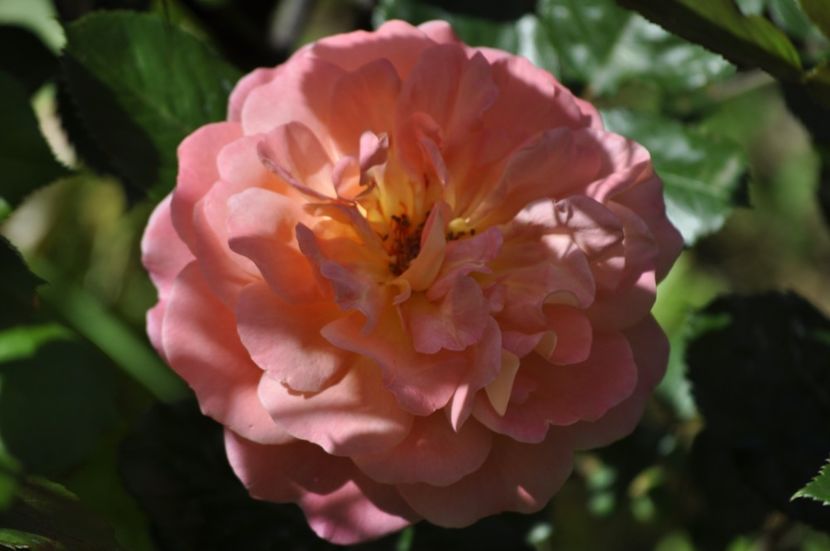 _DSC0113 - PRIMAVARA 2021_5