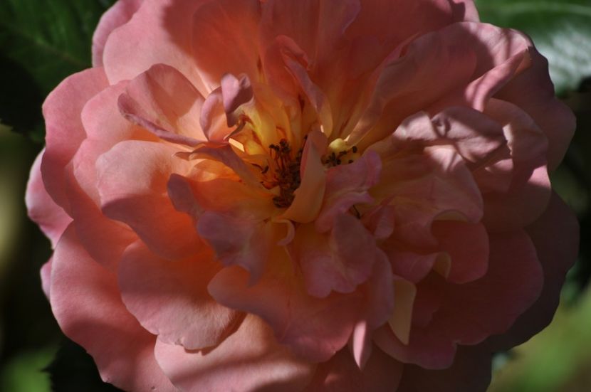 _DSC0115 - PRIMAVARA 2021_5