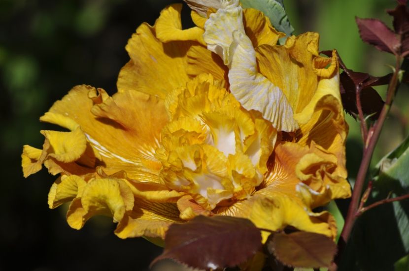 _DSC0116 - PRIMAVARA 2021_5