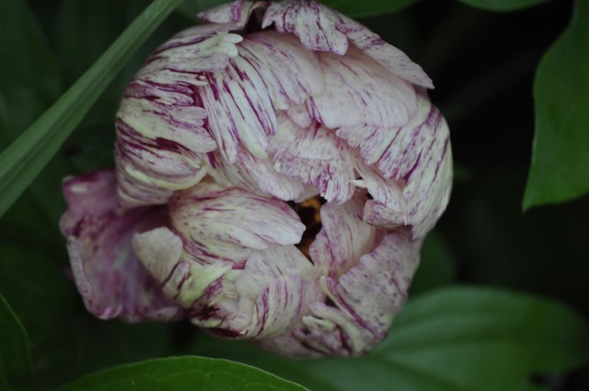 _DSC0117 - PRIMAVARA 2021_5