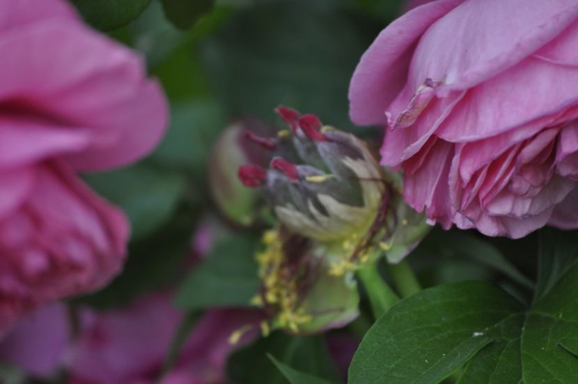 _DSC0120 - PRIMAVARA 2021_5