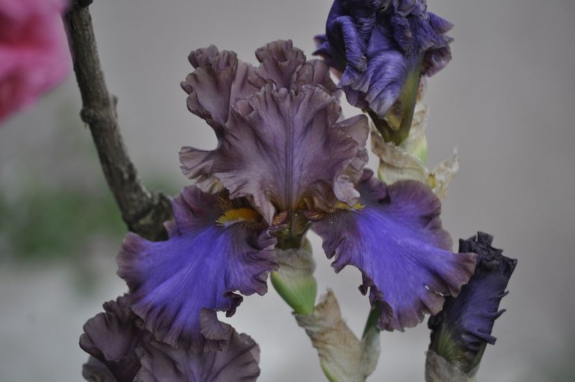 _DSC0121 - PRIMAVARA 2021_5