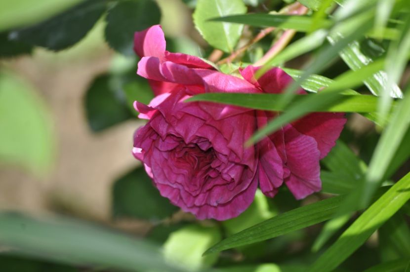 _DSC0153 - PRIMAVARA 2021_5