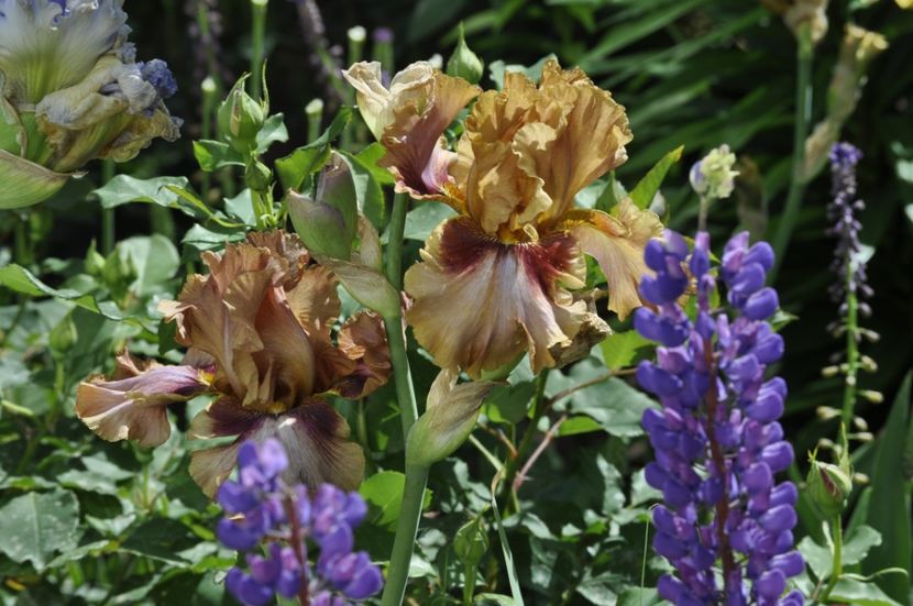 _DSC0164 - PRIMAVARA 2021_5