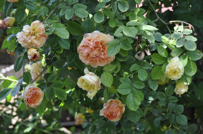 _DSC0199 - PRIMAVARA 2021_5