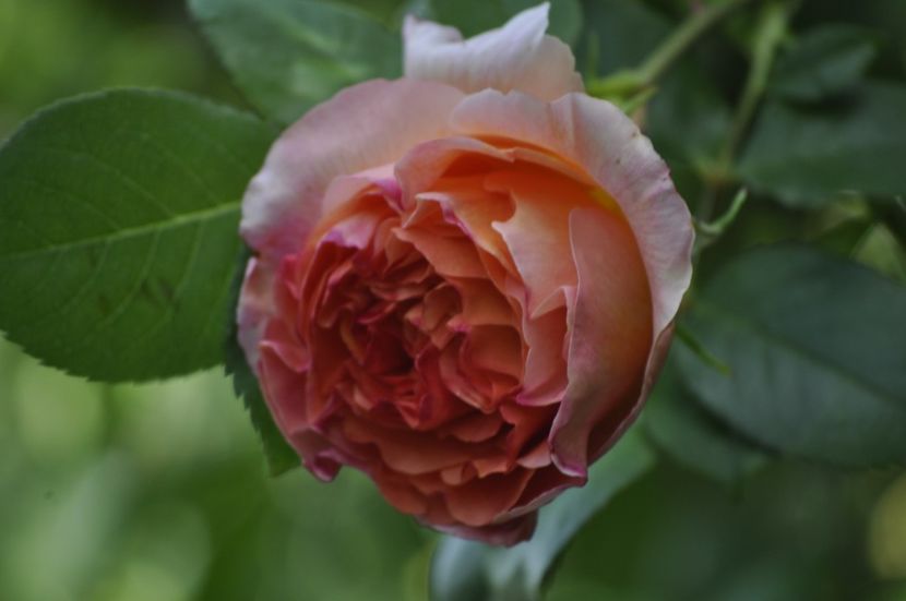 _DSC0211 - PRIMAVARA 2021_5