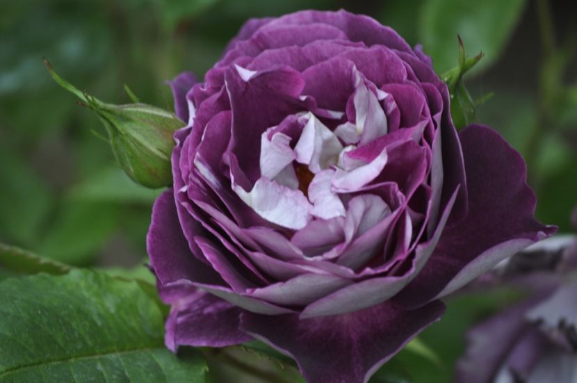 _DSC0242 - PRIMAVARA 2021_5