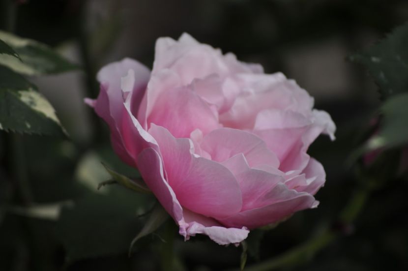 _DSC0259 - PRIMAVARA 2021_5