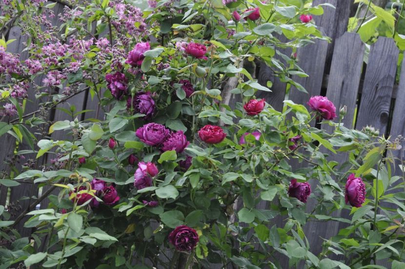 _DSC0288 - PRIMAVARA 2021_5