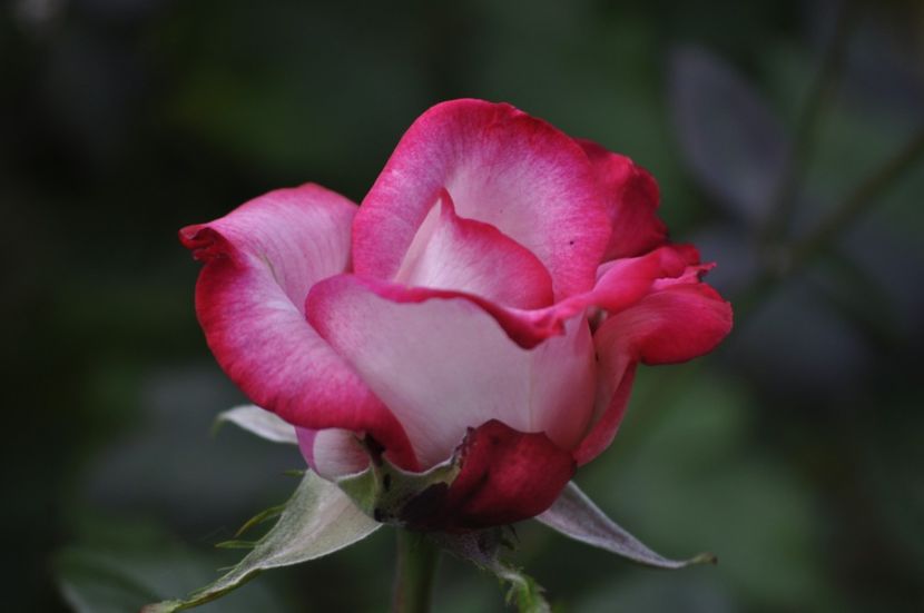 _DSC0289 - PRIMAVARA 2021_5