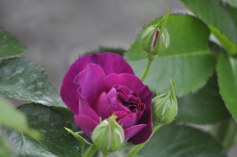 _DSC0291 - PRIMAVARA 2021_5