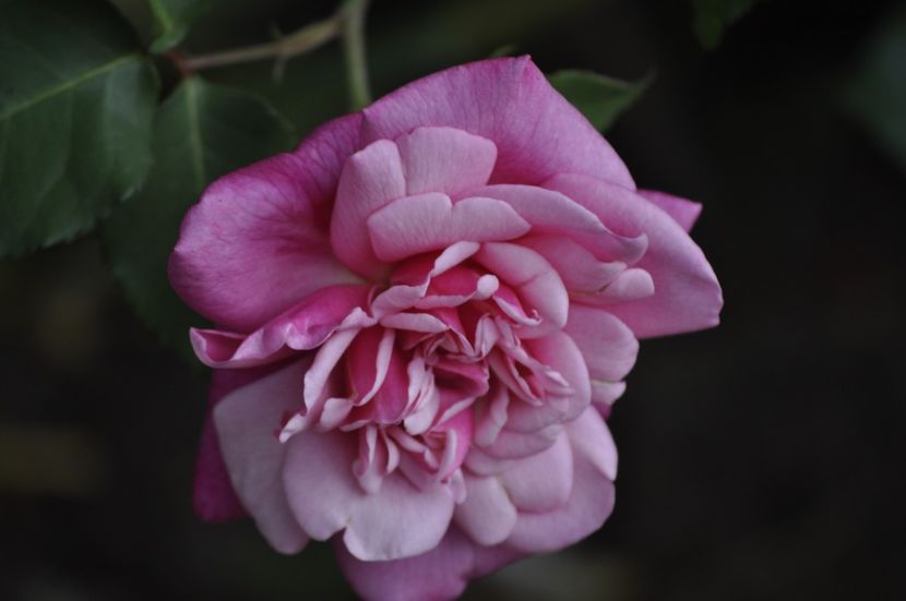 _DSC0293 - PRIMAVARA 2021_5