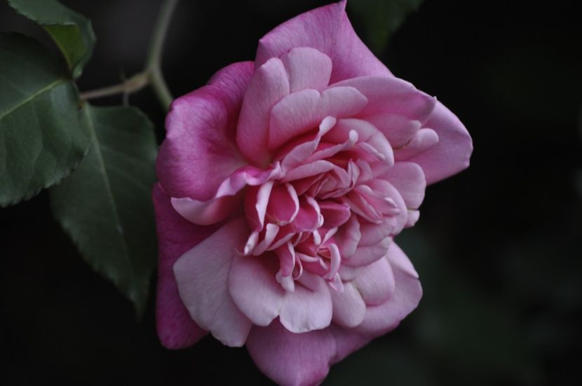 _DSC0294 - PRIMAVARA 2021_5