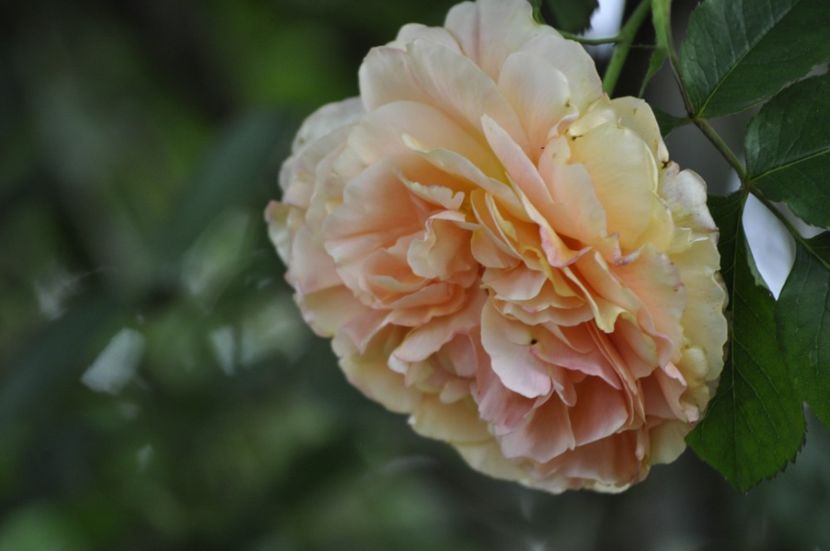 _DSC0295 - PRIMAVARA 2021_5