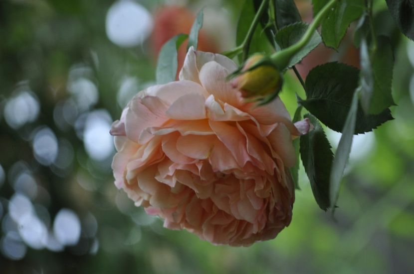 _DSC0296 - PRIMAVARA 2021_5