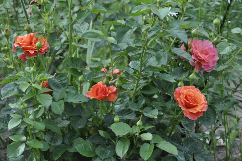 _DSC0298 - PRIMAVARA 2021_5