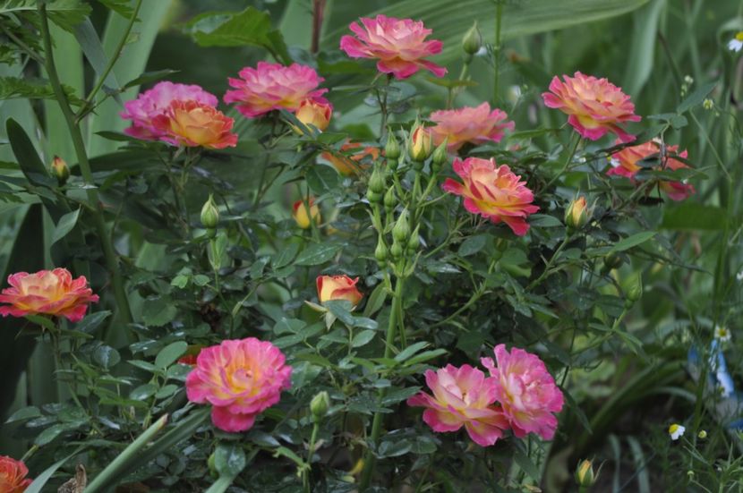 _DSC0300 - PRIMAVARA 2021_5