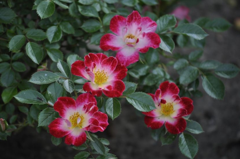 _DSC0302 - PRIMAVARA 2021_5