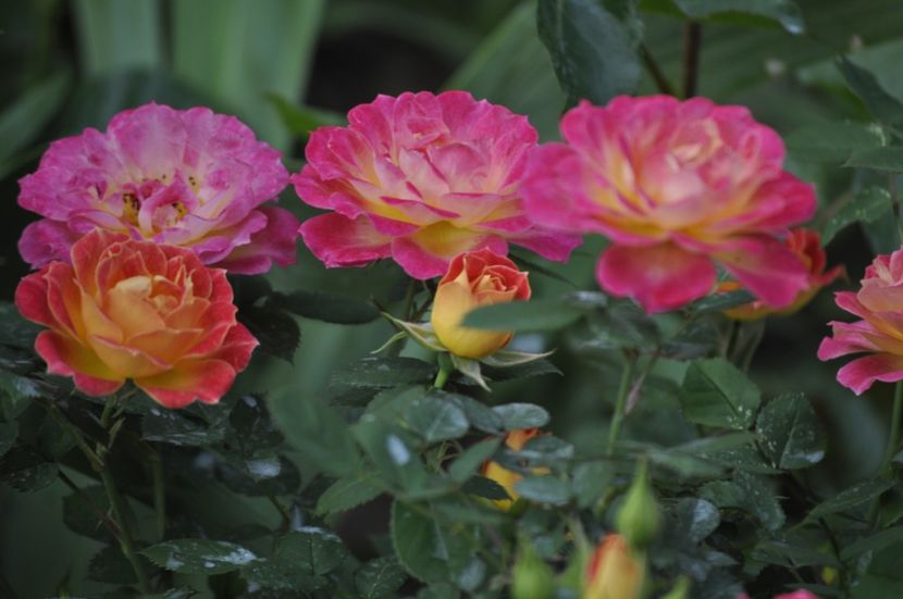 _DSC0305 - PRIMAVARA 2021_5