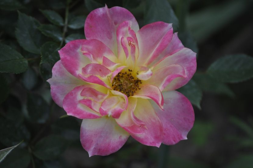 _DSC0308 - PRIMAVARA 2021_5