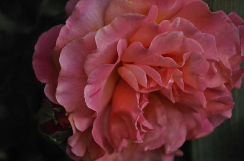 _DSC0318 - PRIMAVARA 2021_5