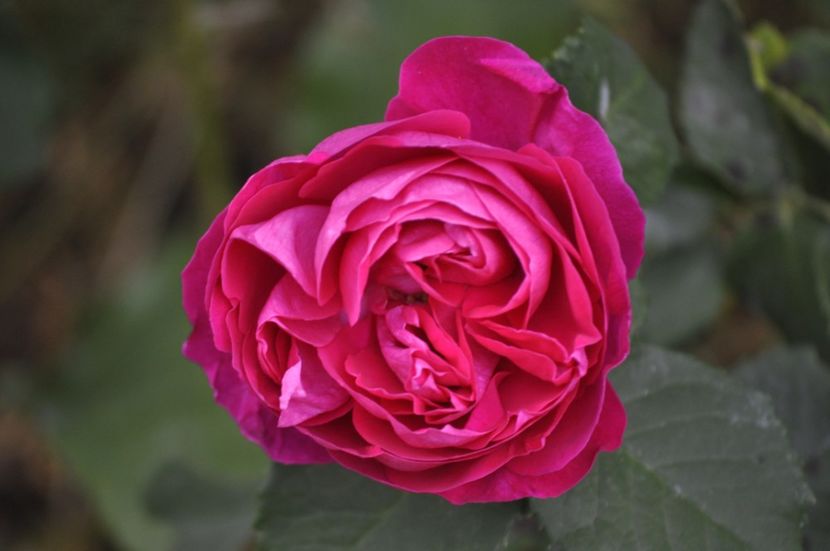 _DSC0320 - PRIMAVARA 2021_5