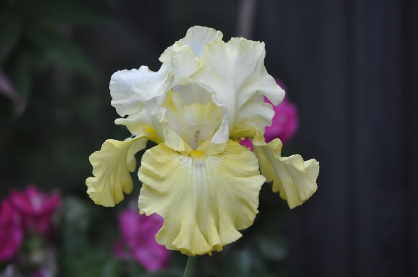 _DSC0326 - PRIMAVARA 2021_5